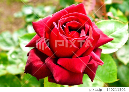 春の赤い薔薇 春の赤い薔薇 140211501