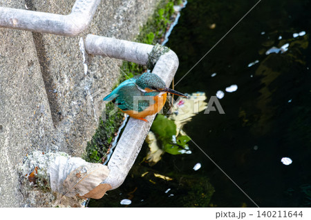 東京都心の目黒川に現れたカワセミ 都市で生きる美しい野鳥 140211644