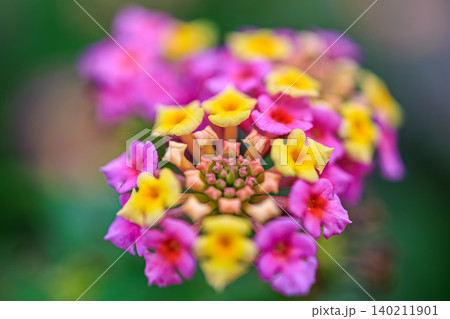 ピンクと黄色が彩るランタナの花のクローズアップ ピンクと黄色が彩るランタナの花のクローズアップ 140211901