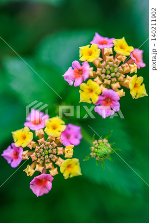 七変化と呼ばれるランタナの鮮やかな花姿 七変化と呼ばれるランタナの鮮やかな花姿 140211902