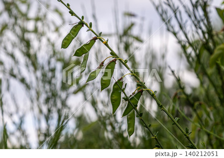 Detailed view of Cytisus scoparius with elongated pods in a natural habitat during a cloudy afternoon 140212051