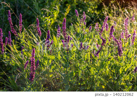 Purple blossoms of Salvia nemorosa thriving in a sunlit meadow during early summer 140212062