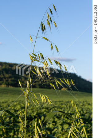 Wild oat plant Avena fatua swaying gently in the breeze against a green landscape during a clear day 140212063