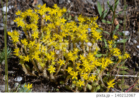 Bright yellow flowers of Sedum acre bloom in a rocky soil habitat during spring in a sunny garden setting Bright yellow flowers of Sedum acre bloom in a rocky soil habitat during spring in a sunny garden setting 140212067