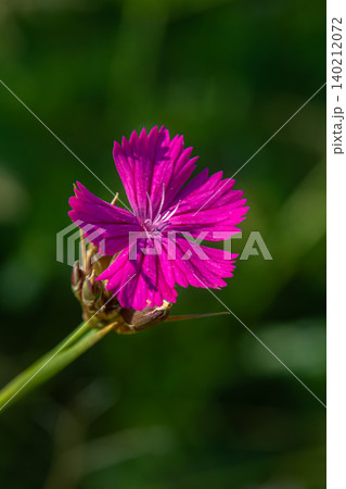 Carthusian Pink flower blooms under sunlight in a lush green meadow during springtime showcasing vibrant magenta petals and delicate structure Carthusian Pink flower blooms under sunlight in a lush green meadow during springtime showcasing vibrant magenta petals and delicate structure 140212072