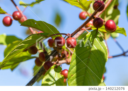Frangula alnus Alder Buckthorn with ripe fruit and lush leaves under clear blue sky in a temperate habitat during late summer 140212076