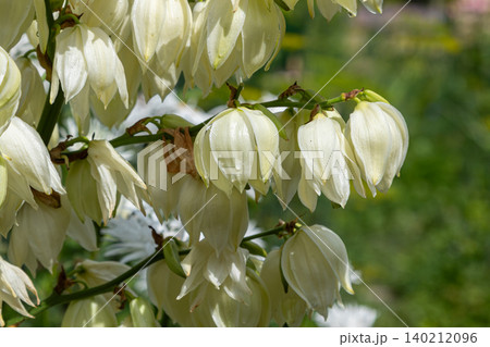 Yucca filamentosa blooms softly in a garden during spring showcasing its elegant white flowers with delicate petals and lush green background Yucca filamentosa blooms softly in a garden during spring showcasing its elegant white flowers with delicate petals and lush green background 140212096