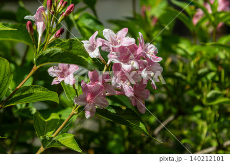 Exploring the beauty of Weigela florida with abundant pink flowers in full bloom 140212101