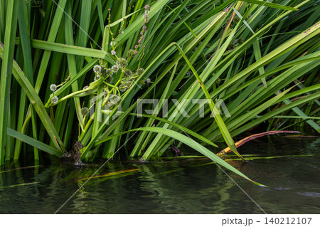 Sparganium bur-reed growing in calm waters surrounded by lush green foliage during a sunny afternoon in a serene wetland habitat Sparganium bur-reed growing in calm waters surrounded by lush green foliage during a sunny afternoon in a serene wetland habitat 140212107
