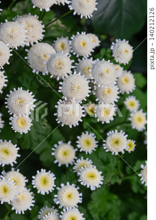 Feverfew flowers bloom abundantly showcasing their round white petals in a lush garden during the sunny afternoon Feverfew flowers bloom abundantly showcasing their round white petals in a lush garden during the sunny afternoon 140212126