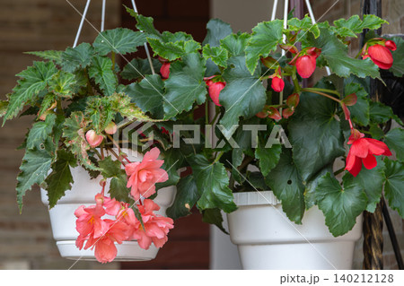 Vibrant begonia tuberhybrida and elatior begonia in hanging pots showcasing stunning blossoms and lush greenery in a well-lit entryway Vibrant begonia tuberhybrida and elatior begonia in hanging pots showcasing stunning blossoms and lush greenery in a well-lit entryway 140212128