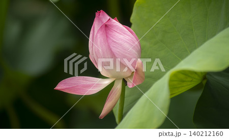 lotus lotus 140212160