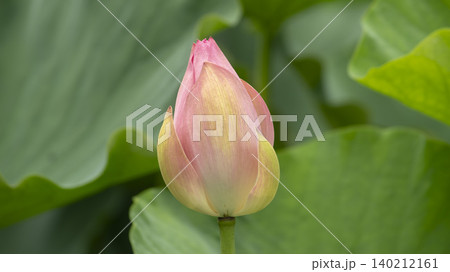 lotus lotus 140212161