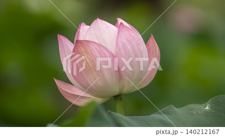 lotus lotus 140212167