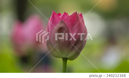 lotus 140212168