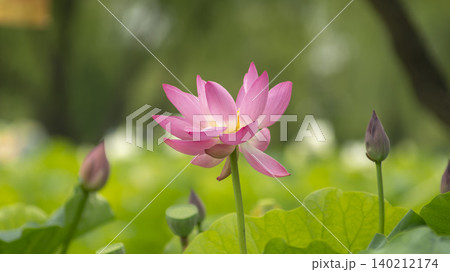 lotus lotus 140212174