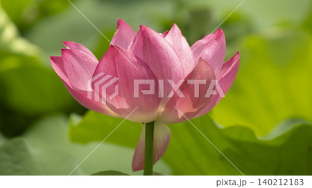 lotus lotus 140212183