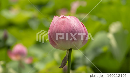 lotus 140212193