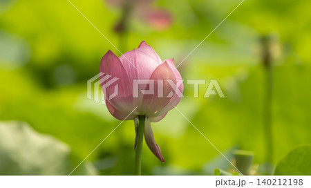 lotus 140212198