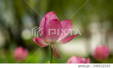 lotus lotus 140212225