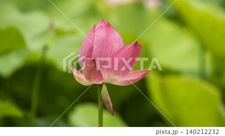 lotus lotus 140212232