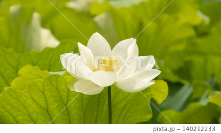 lotus lotus 140212233