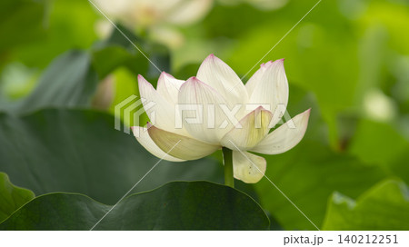lotus lotus 140212251