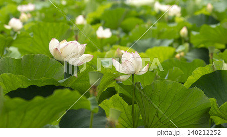 lotus lotus 140212252