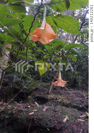 Angel's Trumpet Flowers Hanging in Tropical Forest Exotic Blooming Brugmansia Plant Angel's Trumpet Flowers Hanging in Tropical Forest Exotic Blooming Brugmansia Plant 140212261