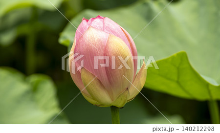 lotus lotus 140212298