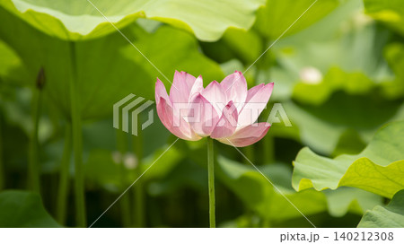 lotus 140212308