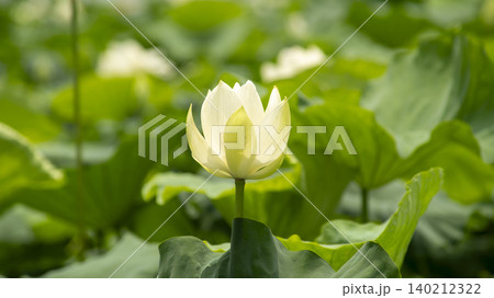 lotus lotus 140212322