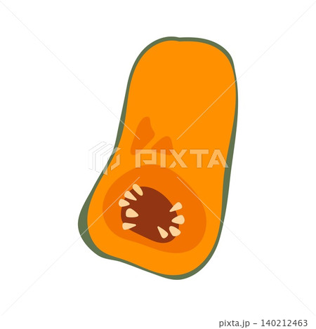 Butternut squash cut whole flat vector illustration autumn harvest vegetable isolated 140212463