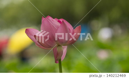lotus lotus 140212469