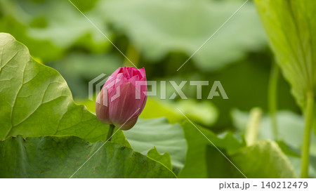 lotus lotus 140212479