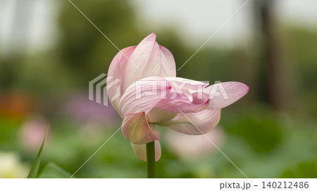 lotus lotus 140212486