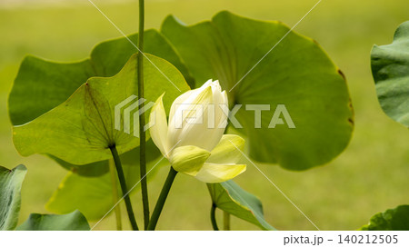 lotus lotus 140212505