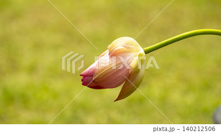 lotus lotus 140212506