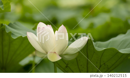 lotus lotus 140212515