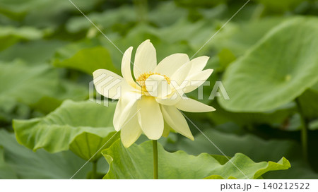 lotus 140212522