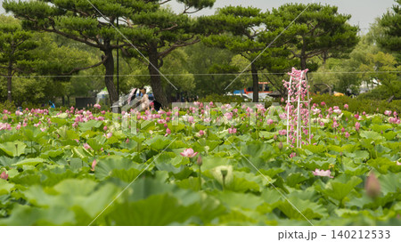 lotus lotus 140212533