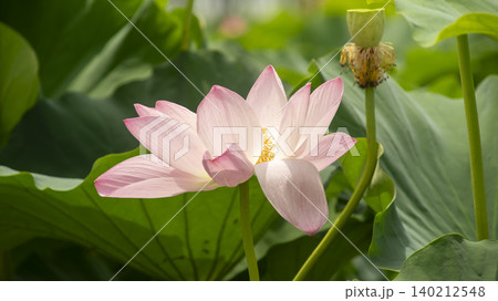 lotus lotus 140212548