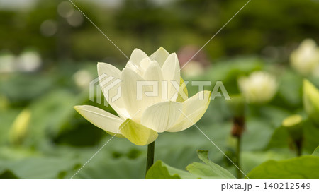 lotus lotus 140212549