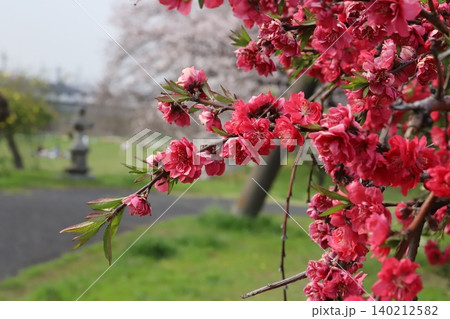 春の公園に咲く赤い八重咲きのハナモモの花 春の公園に咲く赤い八重咲きのハナモモの花 140212582