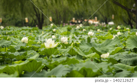 lotus lotus 140212627