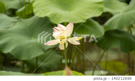 lotus 140212690