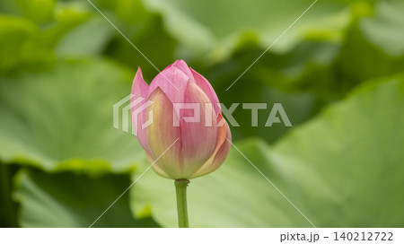 lotus lotus 140212722