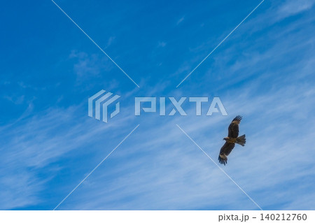 青空を舞う一羽の鳶 青空を舞う一羽の鳶 140212760