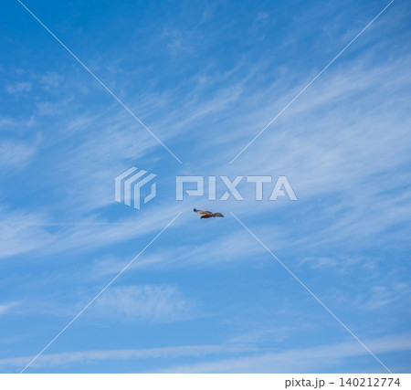 青空を舞う一羽の鳶 青空を舞う一羽の鳶 140212774