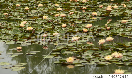 water lily water lily 140212916